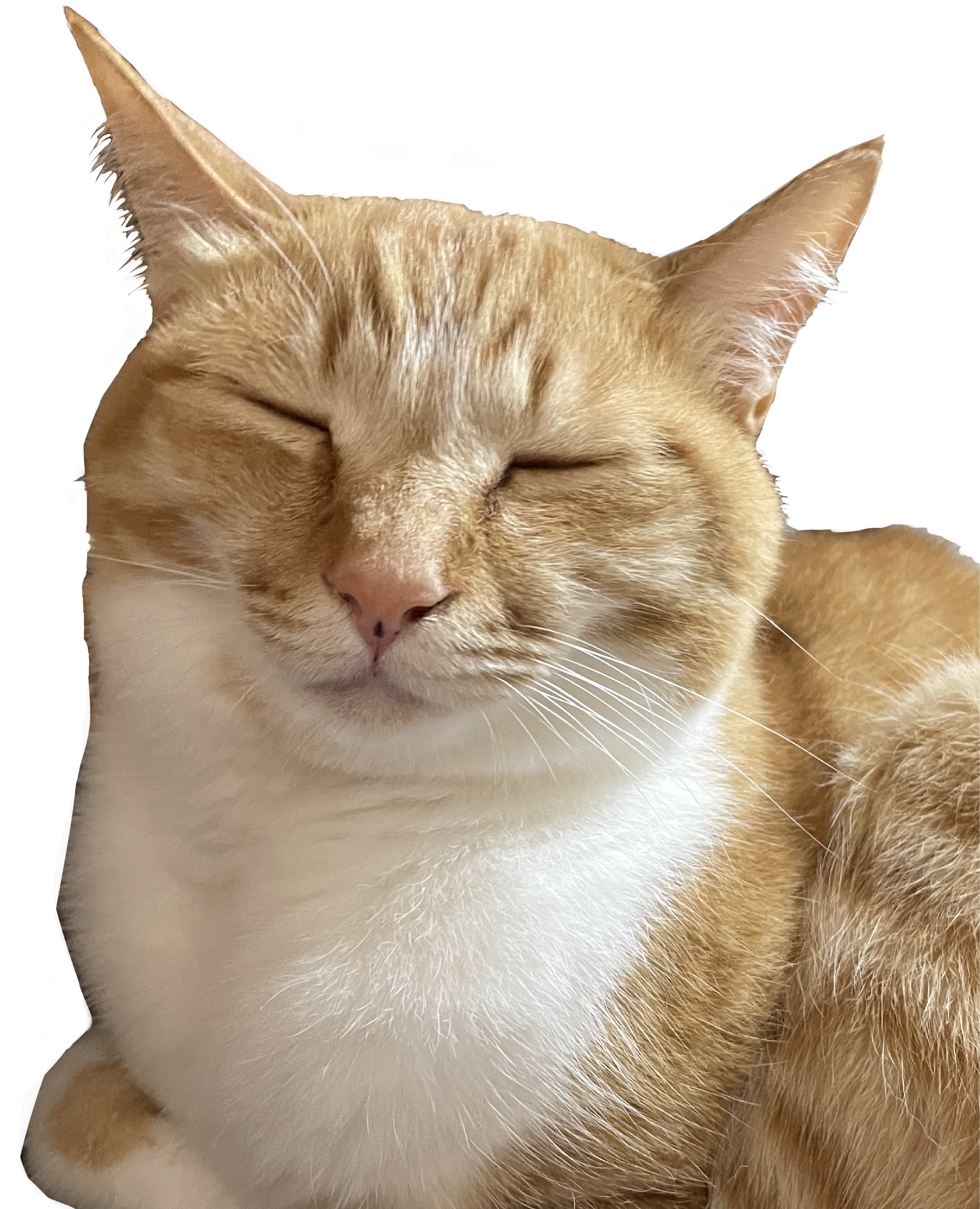 トカジ自動車のサービスページに遷移するボタンを邪魔するみいちゃんの画像